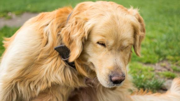 10 ежедневни съвета в борбата с бълхи и кърлежи при кучетата
