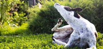 6 естествени начина за облекчаване на сърбеж при кучето