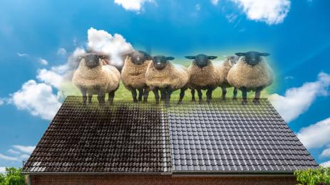 овце покрив