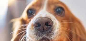 Защо кучетата имат мокри носове