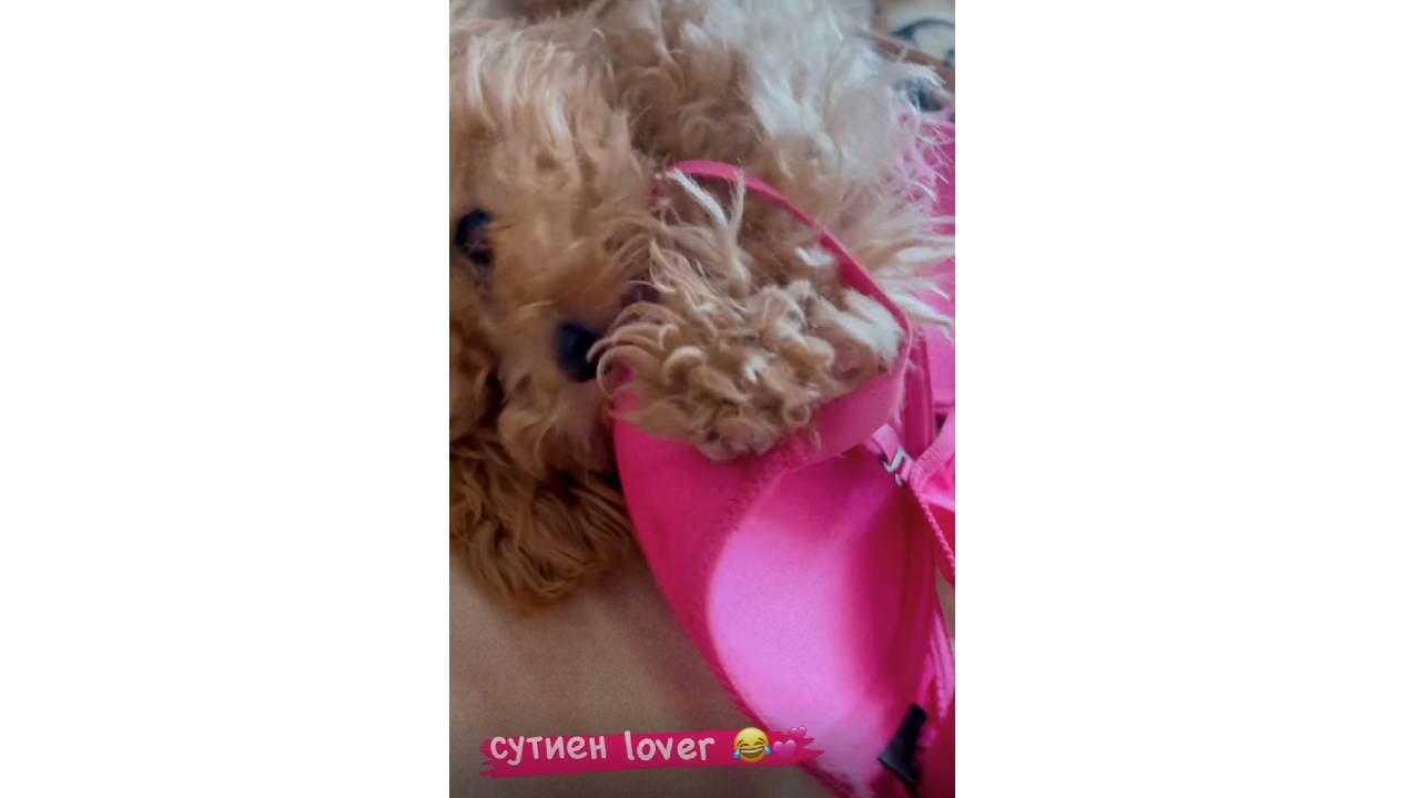 Гери Никол куче