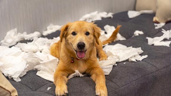 5 опасни кучешки навика, които да не пренебрегвате
