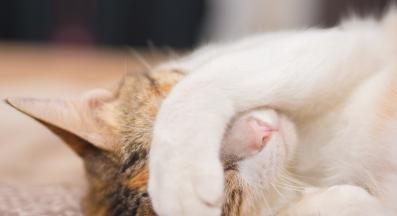 засрамена котка