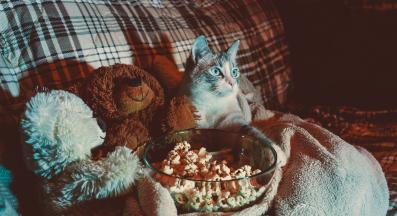 котка и телевизор