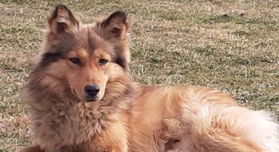 бездомно куче