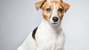 Започна кампанията за регистрация на домашните кучета отглеждани на територията
