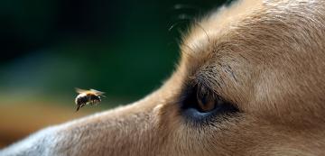 Как да предпазим кучето си от ухапвания от пчели