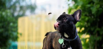 Как да действаме, ако пчела ужили кучето ни