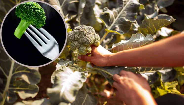 броколи - Кейл и броколи регулират кръвното