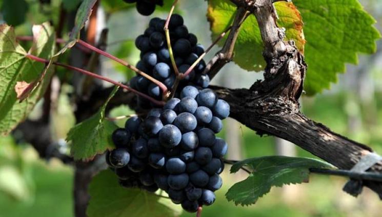 лоза - Агро Телеграф: Станция предупреждава за болести по лозата