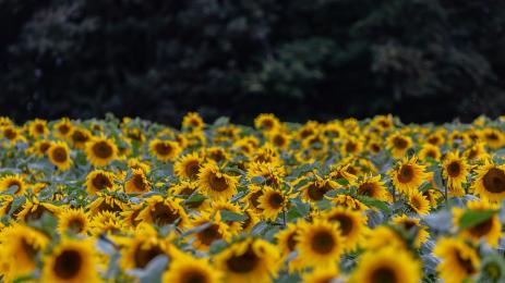 слънчоглед