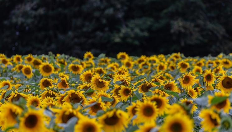 слънчоглед - Агро Телеграф: Бум на площите със слънчоглед. Войната наду цените, очакват дефицит