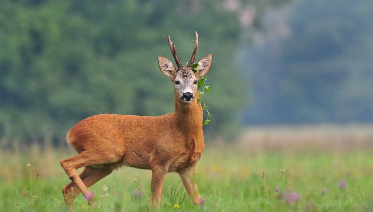 Сръндак - НЕКАНЕН ГОСТ: Сръндак се разходи из Шипка, върнаха го в планината (СНИМКА)