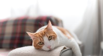 котка у дома