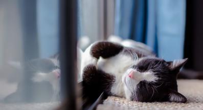 котки цветове