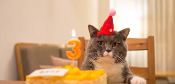 6 забавни начина да отпразнувате рождения ден на котката си