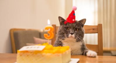 рожден ден котка