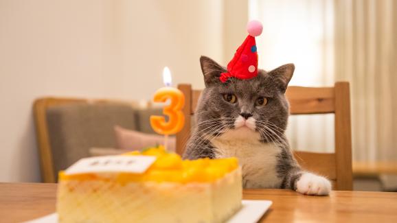 рожден ден котка