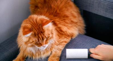 пухкава котка