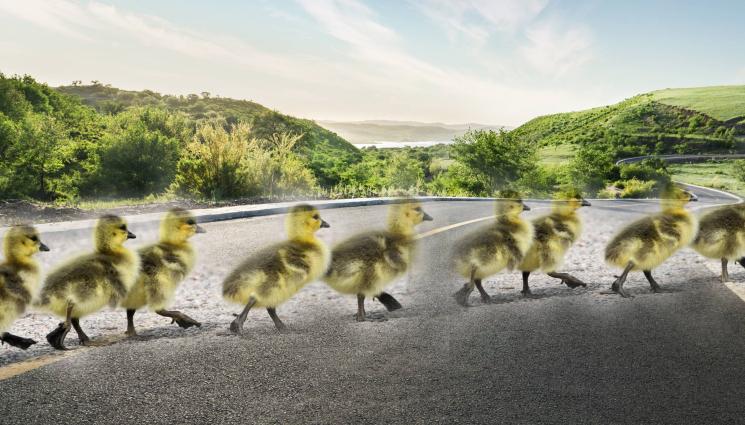 гъски - СПАСИТЕЛНА ОПЕРАЦИЯ: Полицаи ескортират гъски на магистрала (СНИМКИ)