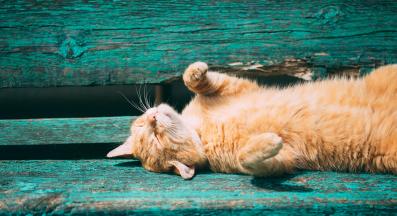 котка на пейка