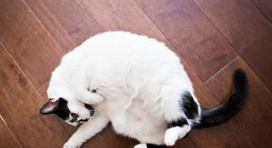 котка по гръб