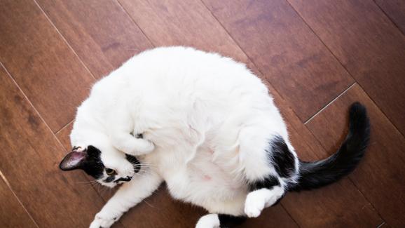 5 причини, поради които котките се търкалят по гръб