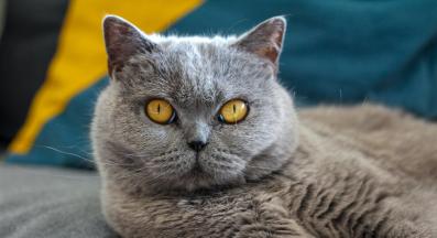 котка вкъщи