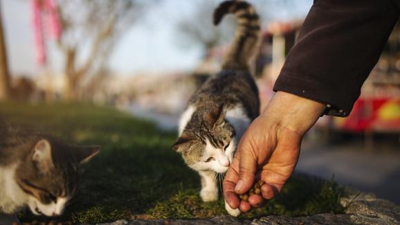 Основни разлики между дива котка и бездомна котка