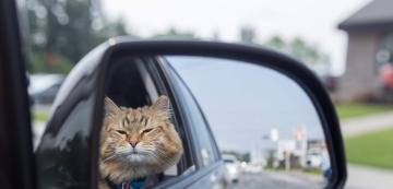 5 начина да направите пътуването на вашата котка с кола приятно