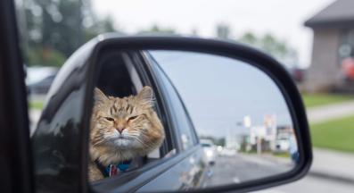 котка в кола