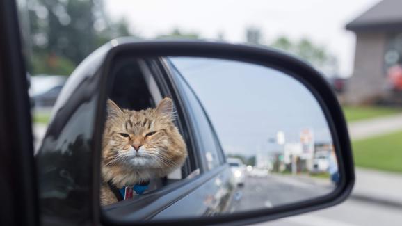 Котка в кола - Стр.1 - DogsAndCats.bg