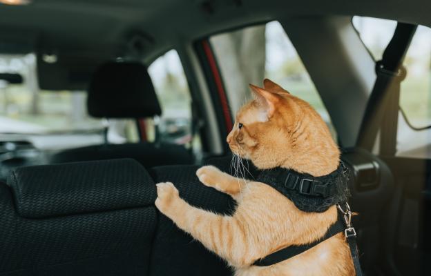 котка в кола