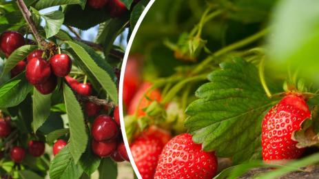 череши и ягоди