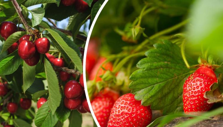 череши и ягоди - Черешите в София удариха 35 лв.