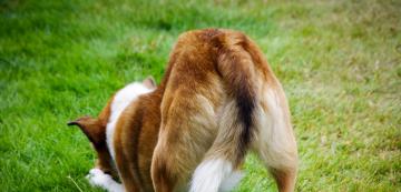 Проблеми с аналните жлези при кучетата