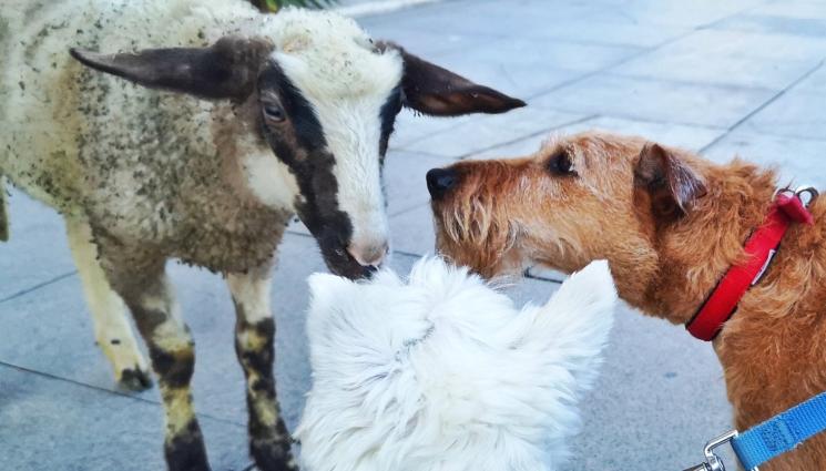 агне Пенчо - ЗА ЖИВОТНИТЕ С ЛЮБОВ: Агнето беглец от Русе обича да го гушкат