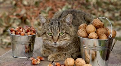 котка и ядки