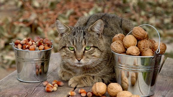 Могат ли котките да консумират ядки