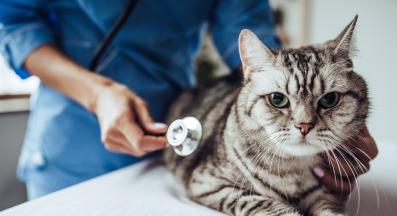 котка при ветеринар