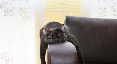 котка скучае