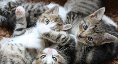 малки котета