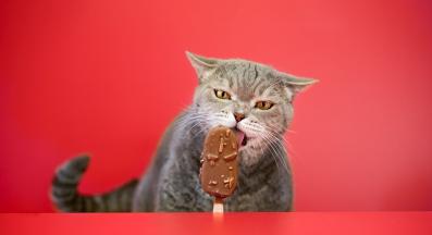 котка и шоколад