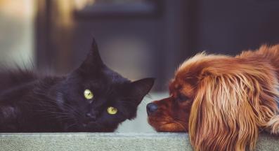 котка и куче