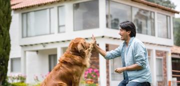 Как да станете лидер в очите на кучето си