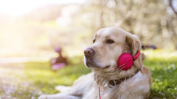 Вредна ли е силната музика за ушите на кучето ви
