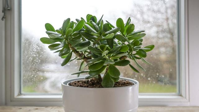 Какво трябва да направите, за да накарате дървото на парите да цъфне