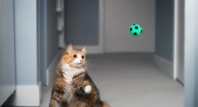 котка игра е на топка