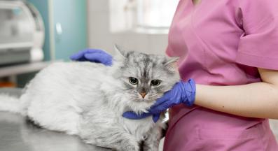 котка на преглед при ветеринар