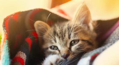 малко коте в одеяло